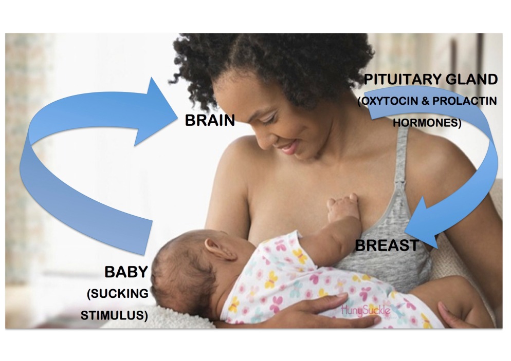 how-breastfeeding-works-1